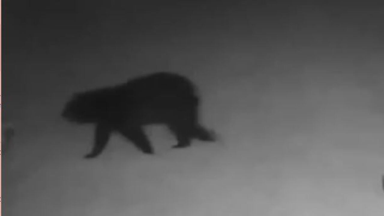 Bear sighting in Wisconsin off of I-43 and Highway 164 (COURTESY: Rafael Salazar)